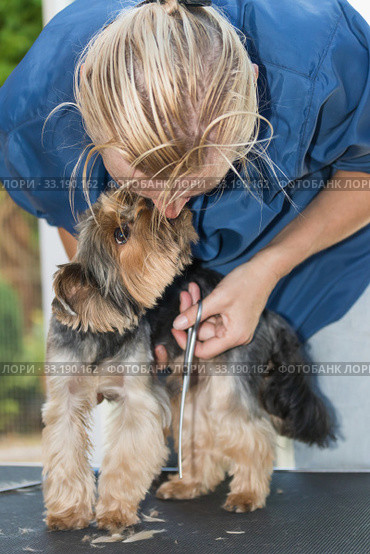 Yorkshire terrier is licking face of the groomer woamn. Стоковое фото, фотограф Jaroslav Frank / PantherMedia / Фотобанк Лори