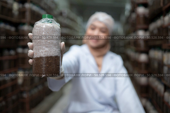 Young asian muslim female scientist doing research at a mushroom factory, investigating the growth of fungi in mushroom lumps. in a sterile and temperature-controlled room. Стоковое фото, агентство Ingram Publishing / Фотобанк Лори