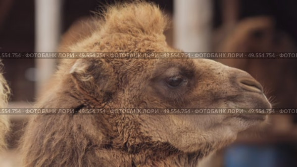 Young bactrian camel standing among adult camels in farm enclosure. Стоковое видео, видеограф Дмитрий Наумов / Фотобанк Лори