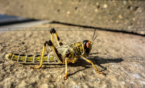 Young Egyptian locust on stone. Стоковое фото, фотограф Iva Noel / Фотобанк Лори