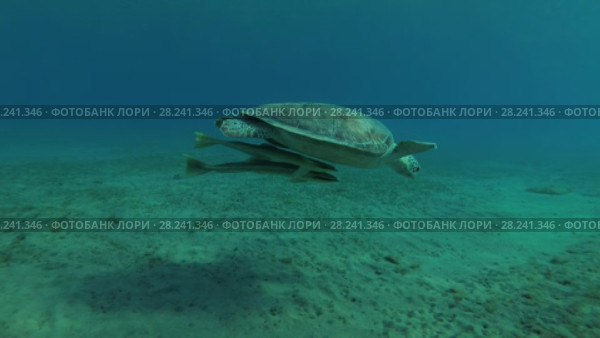 Young female Green Sea Turtle (Chelonia mydas) with Remora fish (Echeneis naucrates) swims to surface of water, breathes and dives to the bottom, Red sea, Marsa Alam, Abu Dabab, Egypt. Стоковое видео, видеограф Некрасов Андрей / Фотобанк Лори