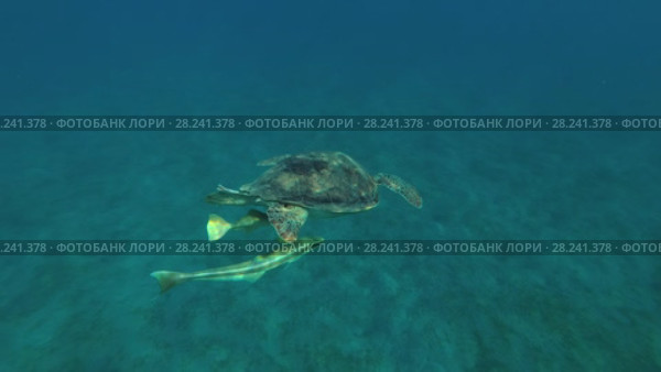 Young female Green Sea Turtle (Chelonia mydas) with Remora fish (Echeneis naucrates) long breathes on the surface of water, Red sea, Marsa Alam, Abu Dabab, Egypt. Стоковое видео, видеограф Некрасов Андрей / Фотобанк Лори