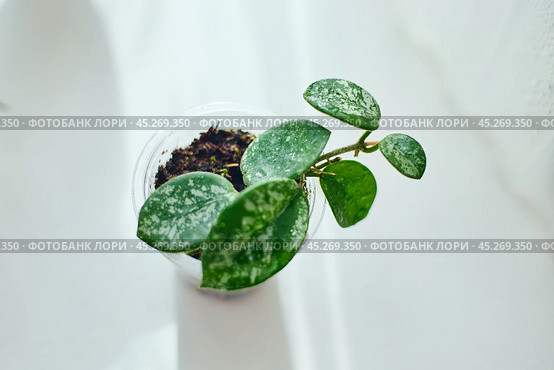 Young rooted cuttings of different varieties of Hoya Matilda splash in small pots, house flower, liana. Close up, selective focus. Стоковое фото, фотограф Ирина Буракова / Фотобанк Лори