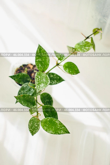 Young rooted cuttings of different varieties of hoya Lacunoza Eskimo in small pots, house flower, liana. Close up, selective focus. Стоковое фото, фотограф Ирина Буракова / Фотобанк Лори