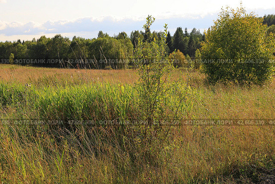 Young willow bush and a thicket of sedge at the edge of the field. Стоковое фото, фотограф Сергей Н / Фотобанк Лори