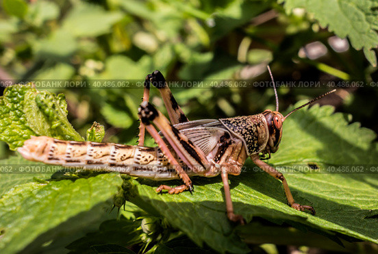 Young wingless Egyptian locust. Стоковое фото, фотограф Iva Noel / Фотобанк Лори
