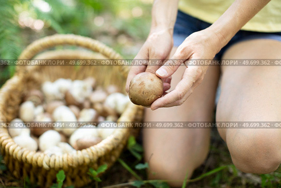 young woman gathers mushrooms in the forest. Стоковое фото, агентство Ingram Publishing / Фотобанк Лори