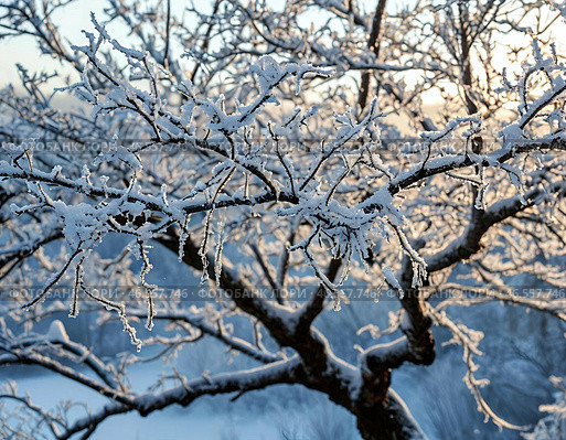 Заледенелые ветки дерева. Стоковое AI-изображение, AI-художник Руслан Лесков / Фотобанк Лори