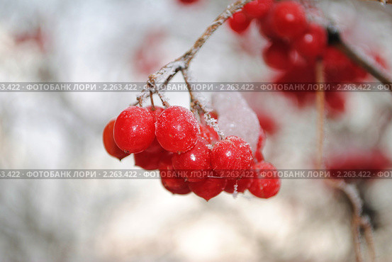 Замерзшие ягоды калины. Стоковое фото, фотограф Красилов Игорь / Фотобанк Лори