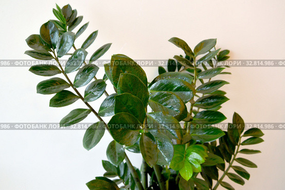 Замиокулькас замиелистный (Zamioculcas zamiifolia Lodd. et al.). Побеги с листьями на светлом фоне. Стоковое фото, фотограф Ирина Борсученко / Фотобанк Лори
