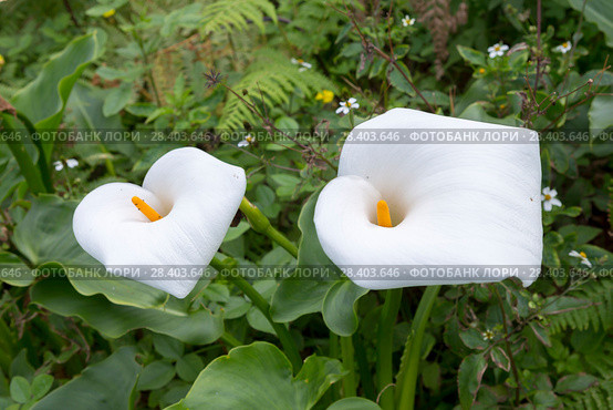 Зантедеския эфиопская (Zantedeschia aethiopica) Стоковое фото, фотограф Ирина Яровая / Фотобанк Лори