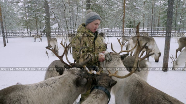 Западная Сибирь, оленевод ханты кормит северных оленей в загоне. Western Siberia, reindeer herder of the Khanty people feeds reindeer in a pen. Стоковое видео, видеограф Евгений Романов / Фотобанк Лори