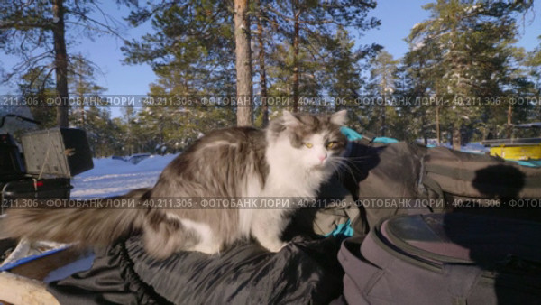 Западная Сибирь, стойбище оленеводов ханты: кошка на груде вещей. Western Siberia, the camp of the reindeer herders of the Khanty people: a cat on a pile of things. Стоковое видео, видеограф Евгений Романов / Фотобанк Лори