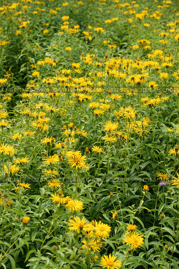 Заросли девясила британского  (Inula britannica L.). Стоковое фото, фотограф Щеголева Ольга / Фотобанк Лори