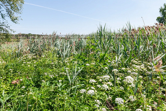 Заросли луговых растений и тростника обыкновенного, или южного (Phragmites australis, или Phragmites communis) Стоковое фото, фотограф Алёшина Оксана / Фотобанк Лори