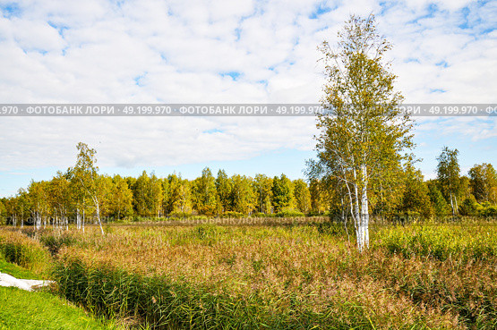Заросли рогоза. Тюменская область. Ялуторовский район. Стоковое фото, фотограф Александр Тараканов / Фотобанк Лори