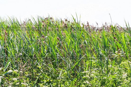 Заросли тростника обыкновенного, или южного (Phragmites australis, или Phragmites communis) вперемешку с прошлогодним. Стоковое фото, фотограф Алёшина Оксана / Фотобанк Лори