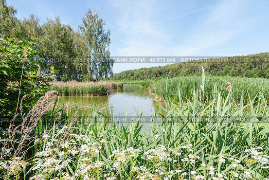 Заросли тростника обыкновенного (Phragmites australis). Река Сестра. Стоковое фото, фотограф Алёшина Оксана / Фотобанк Лори