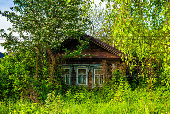 Заросший, деревянный, деревенский дом. Стоковое фото, фотограф Илья Старков / Фотобанк Лори