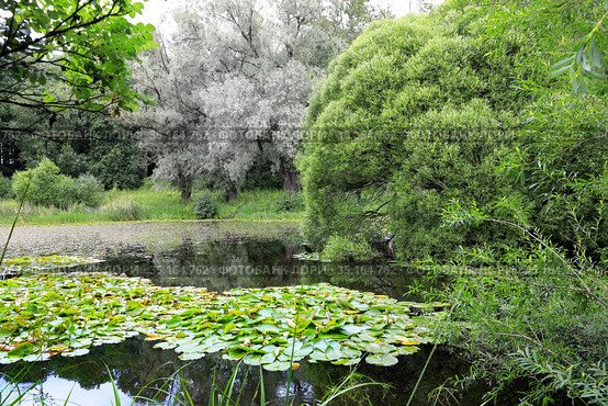 Заросший пруд с водными кувшинками (лат. Nymphaea). Пейзаж летним днем. Стоковое фото, фотограф Grigory_Gez / Фотобанк Лори