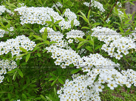 Зацвела спирея. Спирея (лат. Spiraea), — род листопадных декоративных кустарников семейства розовых (Rosaceae). Многие виды культивируются в качестве декоративных растений. Стоковое фото, фотограф Сергей Елизарьев / Фотобанк Лори