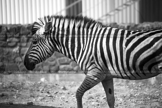 Zebra. black and white photography. Стоковое фото, агентство Ingram Publishing / Фотобанк Лори