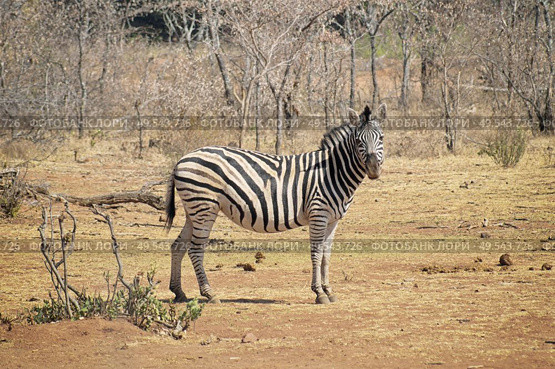 Zebra standing on the savannah looking straight ahead in the summer sun with dry trees in the background. Стоковое фото, агентство Ingram Publishing / Фотобанк Лори