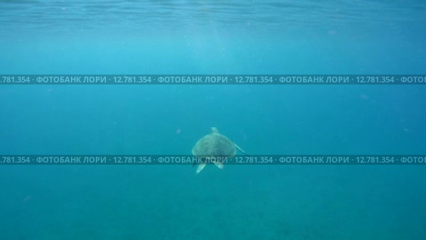 Зелёная морская черепаха или суповая черепаха (Chelonia mydas). Красное море, Марса-эль-Алам, бухта Абу-Дабаб, Египет. Стоковое видео, видеограф Некрасов Андрей / Фотобанк Лори