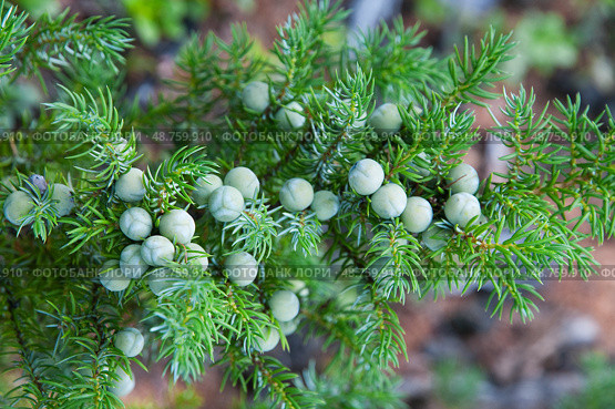 Зеленые ягоды можжевельника ( Juniperus communis L., 1753 ). Магаданская область. Стоковое фото, фотограф Павел Просянов / Фотобанк Лори