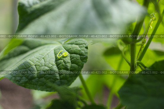 Зеленый лист огурца крупным планом в теплице. cucumbers branch in a greenhouse. Background. Стоковое фото, фотограф Мария Владиславовна Малая / Фотобанк Лори