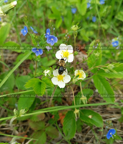 Земляника цветет. Лесная пчела собирает пыльцу и нектар.Apis mellifera mellifera. Стоковое фото, фотограф Елена Рассоха / Фотобанк Лори
