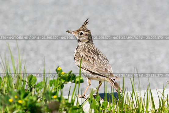 Жаворонок хохлатый. Crested Lark (Galerida cristata). Стоковое фото, фотограф Василий Вишневский / Фотобанк Лори