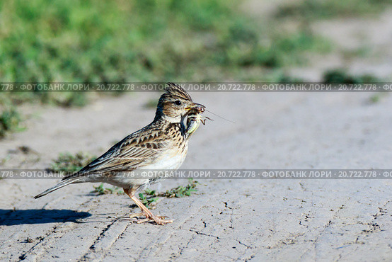 Жаворонок полевой. Skylark (Alauda arvensis). Стоковое фото, фотограф Василий Вишневский / Фотобанк Лори