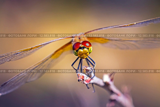 Желтая Стрекоза (Sympetrum flaveolum) Стоковое фото, фотограф Евгений Мухортов / Фотобанк Лори