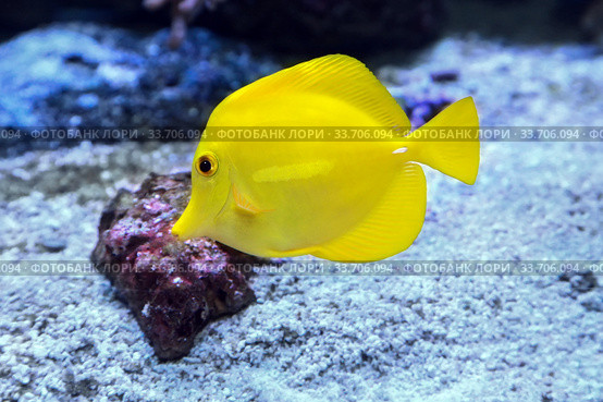 Желтая зебрасома или желтый парусник  Zebrasoma flavescens морская рыбка. Стоковое фото, фотограф Татьяна Белова / Фотобанк Лори
