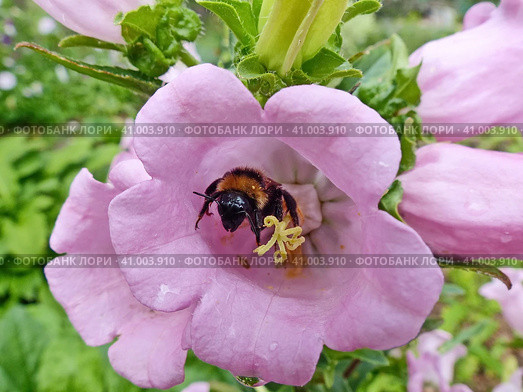 Желто-черный шмель (лат. Bombus) собирает нектар с колокольчика. Стоковое фото, фотограф Сергей Елизарьев / Фотобанк Лори