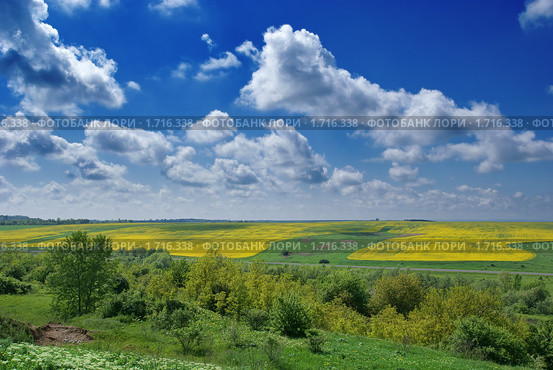 Желтое рапсовое поле. Весенне - летний пейзаж. Панорама. Стоковое фото, фотограф Андрей Емельяненко / Фотобанк Лори