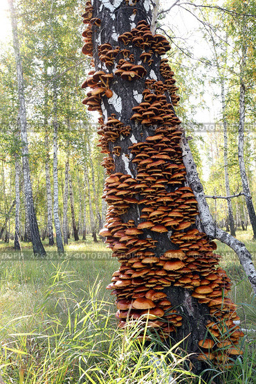 Желтые ложные опята (лат.Hypholoma fasciclee), растущие на старой березе в летнем лесу при ярком солнечном свете. Стоковое фото, фотограф Наталья Сухорукова / Фотобанк Лори
