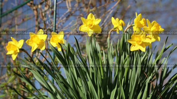 Желтые нарциссы Yellow daffodils (Narcissus poeticus) Стоковое видео, видеограф Ольга Сейфутдинова / Фотобанк Лори