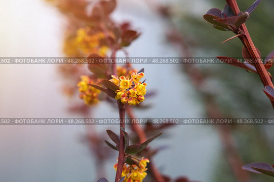 Желтые цветы на ветках красного барбариса оттавского (berberis ottawensis) Superba. Стоковое фото, фотограф Евгения Золкина / Фотобанк Лори