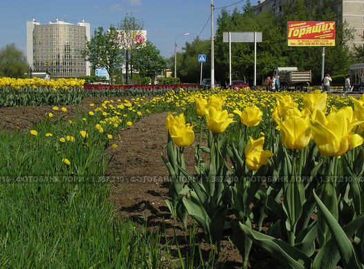 Желтые тюльпаны на городской клумбе (2009 год). Редакционное фото, фотограф Антон Алябьев / Фотобанк Лори
