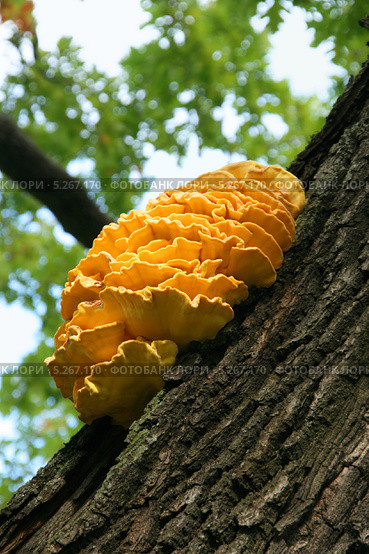 Желтый древесный гриб. Трутовик серно-жёлтый, Laetiporus sulphureus. Стоковое фото, фотограф Щеголева Ольга / Фотобанк Лори