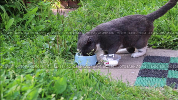 Женщина поставила миску с кошачьим кормом на землю возле крыльца. Летним вечером в деревне кот ест из миски. Стоковое видео, видеограф Юлия Королева / Фотобанк Лори