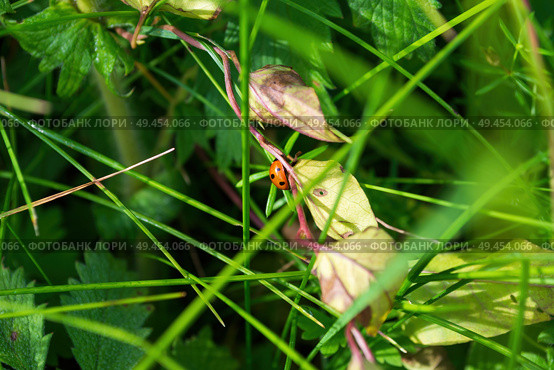 Жук божья коровка (Coccinella septempunctata) на сухом стебле травы. Стоковое фото, фотограф Андрей Цыганков / Фотобанк Лори