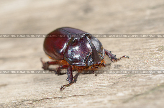Жук-носорог обыкновенный (лат. Oryctes nasicornis) Стоковое фото, фотограф Елена Коромыслова / Фотобанк Лори