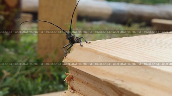 Жук усач, или дровосек (Cerambycidae). Одним из отличительных признаков являются длинные сегментированные усы, часто значительно превышающие длину тела, иногда в 2-3, а то и в 4-5 раз. Стоковое видео, видеограф Сергей Елизарьев / Фотобанк Лори