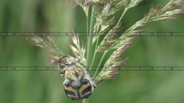 Жук- Восковик перевязанный или пестряк полосатый ( лат. Trichius fasciatus, англ.   Bee beetle) Стоковое видео, видеограф Звездочка ясная / Фотобанк Лори