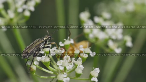 Жуки не поделили цветок. Стоковое видео, видеограф Mixail59 / Фотобанк Лори