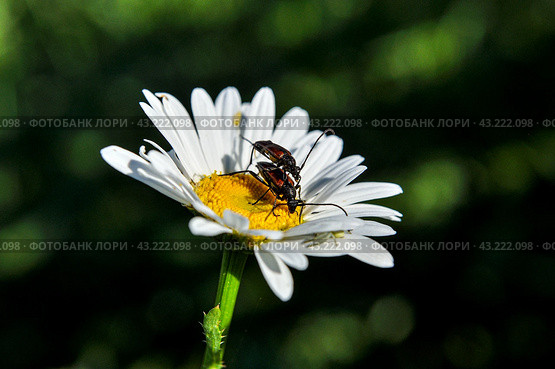 Жуки- усачики Чернозадая лептура (Stenurella melanura) на ромашке. Стоковое фото, фотограф Александр Тараканов / Фотобанк Лори