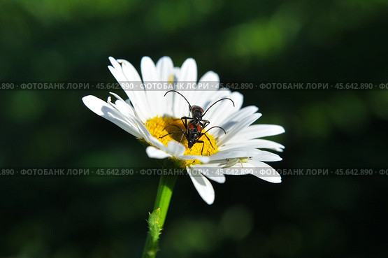 Жуки- усачики Чернозадая лептура (Stenurella melanura) на ромашке. Стоковое фото, фотограф Александр Тараканов / Фотобанк Лори